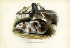 Cavy by Raimundo Petraroja
